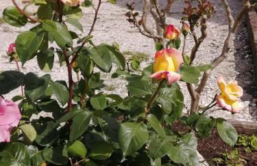 Agriturismo Nuvolino - Foto 37