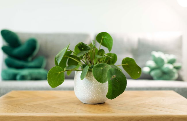 Urban Jungle Apartments - Photo 44