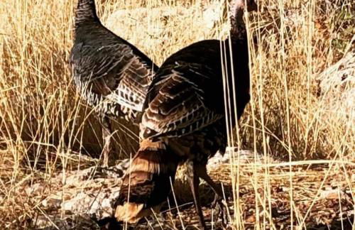 East Zion Mesa Retreat- Luxury, Hot Tub, Resort Amenities - Foto 50