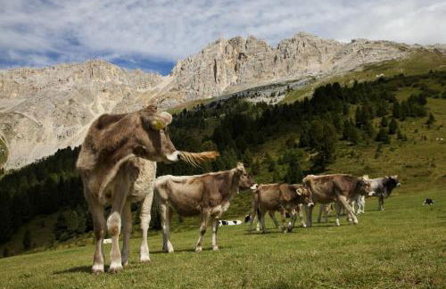 Dolomiti Haus - Immerso nelle Dolomiti - Photo 23