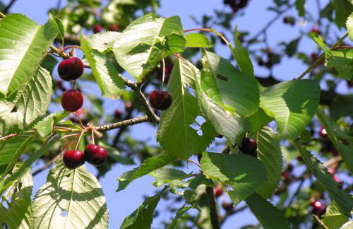 AGROTURYSTYKA POD ŚNIEŻNĄ - Foto 57