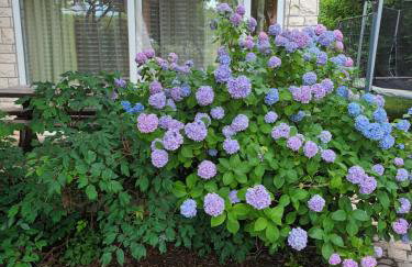 Jane's Garden - Foto 32