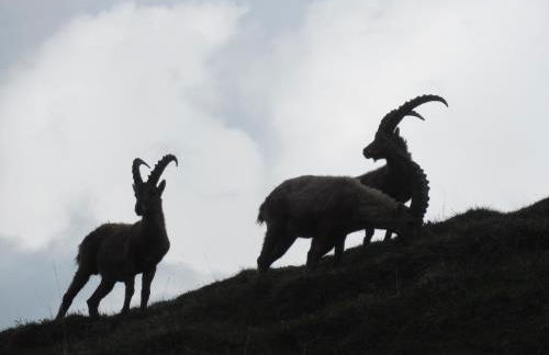 Résidence Les Alpages 4 étoiles - Appartement 4 personnes - Piscine, Hammam, Sauna, Jacuzzi - ValCenis 73480 - Foto 10