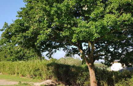 Gîte Ty Rosanès proche de la mer - Foto 57