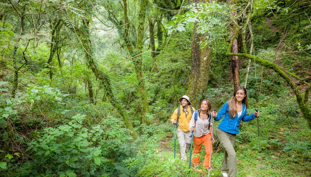 Take a hike through the lush jungle