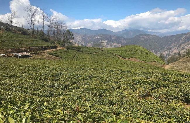 Prakriti Resort and Organic Farm - Foto 28