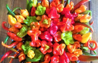 Agriturismo Malvista - Foto 46