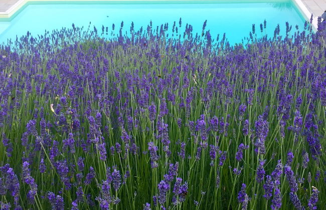 Poggio Corsucci - Foto 41