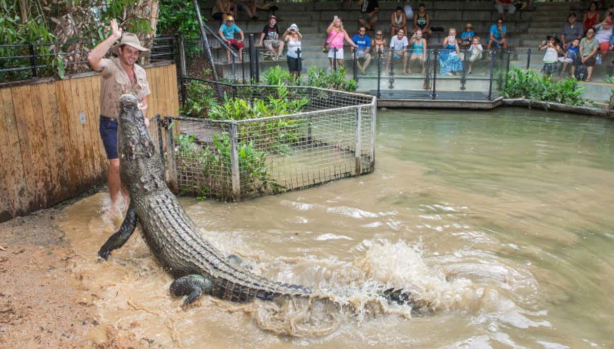 Nourrir un crocodile