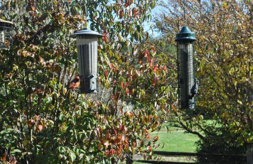 Restored1850s log cabin, with gazebo and gardens! 1 mile to downtown Weaverville - Foto 10