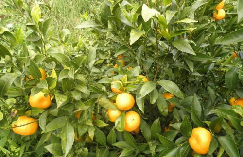 Villa Luz - Family House Vacations- Large Private Outdoor Area - Foto 41