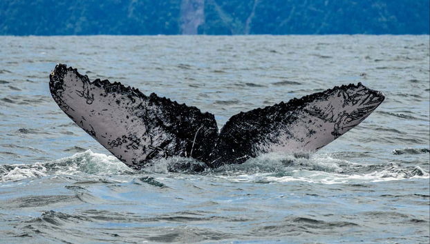Whale Watching in Bahía Solano - Foto 5