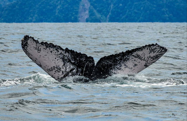 Whale Watching in Bahía Solano - Foto 5