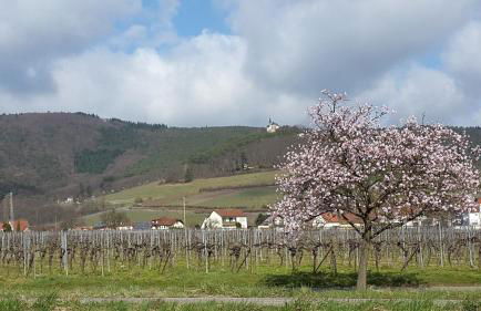 Ferienwohnung Lotti Südpfalz - Foto 6