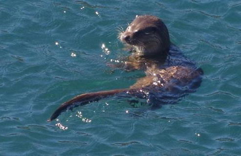 Carnmhor, Isle of Skye - Stunning 242 year old cottage on its own sea shore! - Foto 78