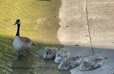 STAIRS OPTIONAL! Lakefront! Pool! On Water! Convenient Fishing! - Photo 46