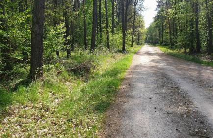 Uroczysko Lubiaszów - Foto 66