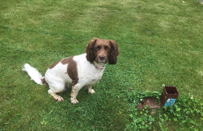 Cozy Dog Friendly Cottage Near Bridlington - Foto 11