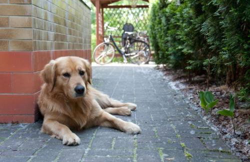 Holiday Home in Alt-Schadow mit Grill und Terrasse by Interhome - Foto 5