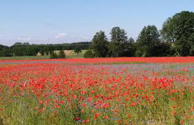 Ferienhaus am Kamskefliess - Foto 11
