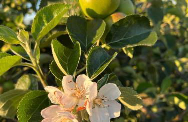 Aplanty Studio in the Orchard - Foto 16