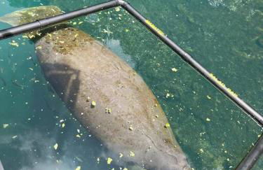 Cabin by the Sea - Waterfront Direct Gulf Access- Pontoon Boat Rental On Site or Bring Your Boat- Paddlecraft included - Foto 17