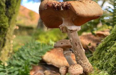 Winstitchen Cottage situated near the River Barle - Foto 63