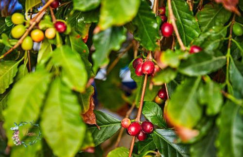 Finca OASIS Fataga - Foto 74