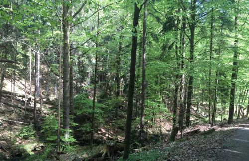 Ferienwohnung Paul Schwarzenberg - Foto 12