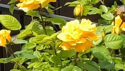 Casa De Aventuras ideal for large groups - Foto 4, Garden view