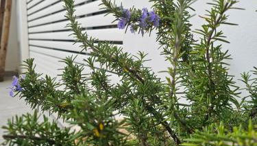 RETRÒ Holiday Home - Pandorea - - Foto 3