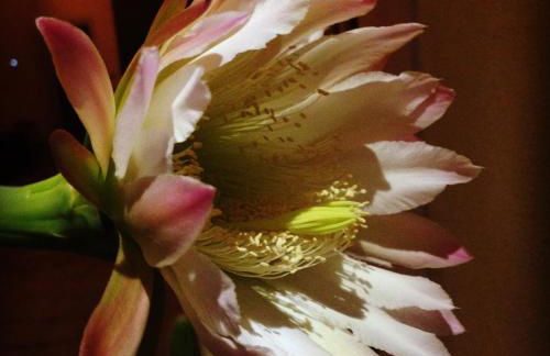 Villa Guelfi - Foto 22