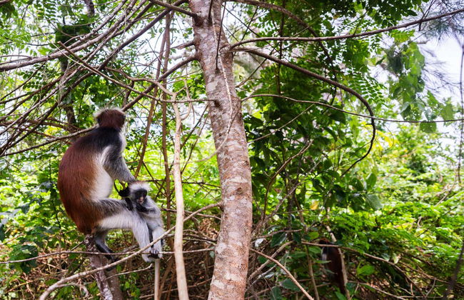 Escursione alla foresta di Jozani - Foto 2