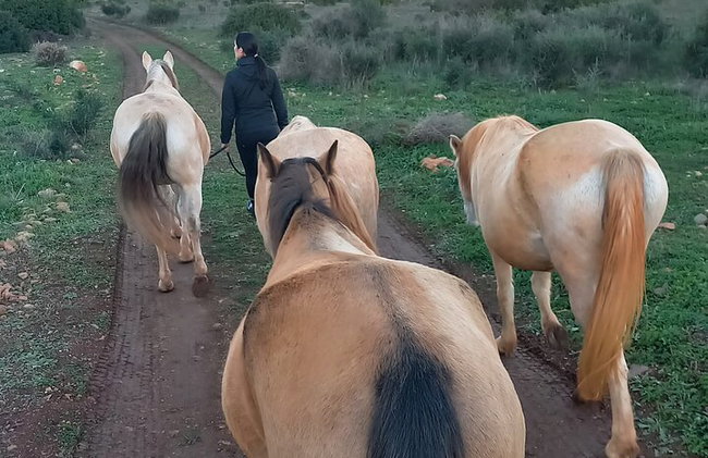 Santuario de Caballos: Un paseo por la naturaleza con Caballos Rescatados a tu lado - Foto 14