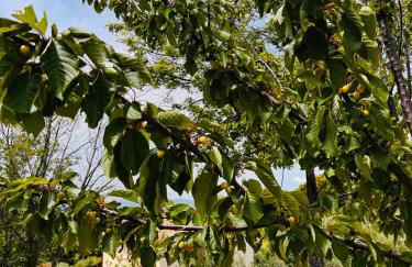 Agriturismo Il Sorbo Appartamento Lavanda - Foto 17
