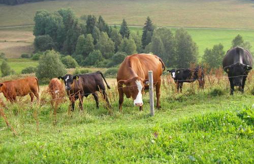Rutscherhof Breitnau - Photo 32