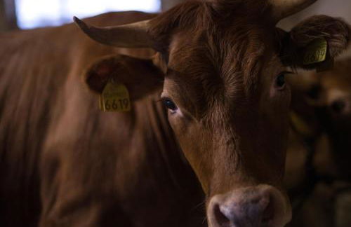 Il Dosso Agriturismo - Foto 7