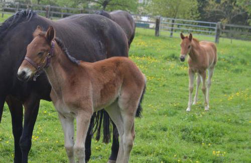 Ferme manoir de Cremel - Foto 24