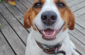 Sítio em meio a natureza, perfeito para relaxar - Foto 19