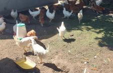 Maja Pokoje z Widokiem - Foto 29