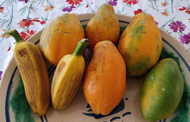 Casale Della Pergola With Cottage Sugarcane Pool - Foto 50