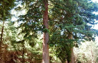 Amazing Oceanview 2 bedroom Oceanfront! by OceanviewHotTubs Shelter Cove, CA Tesla EV Station - Foto 40