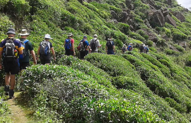 Senderismo hasta una plantación de té de Haputale - Foto 5