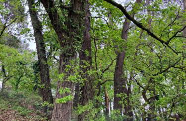 VILLA LE TOUQUET EN FORET - Foto 33