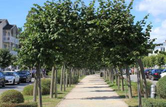 Rügenfelsen - Photo 12