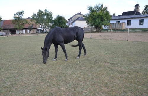 Gästehaus Anita - Foto 10
