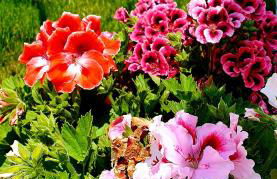 La Perla di Marzamemi - Foto 34