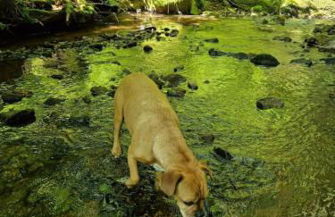 Waldbach-Oase - Foto 21