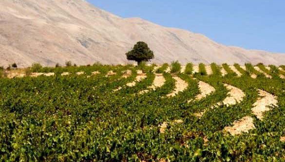 Excursión a Baalbek + Visita a las bodegas de Zahle - Foto 5, Paisaje de viñedos