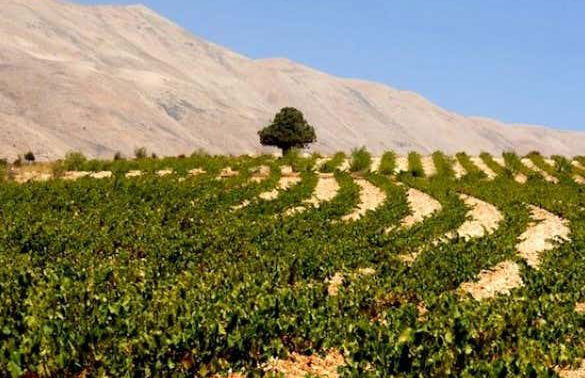 Excursión a Baalbek + Visita a las bodegas de Zahle - Foto 5